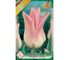 Tulipa Lily Flowered - Elegant Lady
