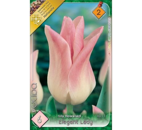 Tulipa Lily Flowered - Elegant Lady