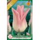 Tulipa Lily Flowered - Elegant Lady