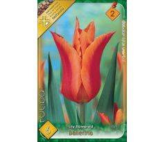 Tulipa Lily Flowered - Ballerina