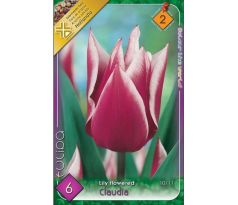 Tulipa Lily Flowered - Claudia