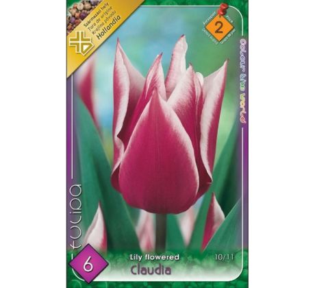 Tulipa Lily Flowered - Claudia