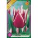 Tulipa Lily Flowered - Claudia