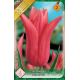 Tulipa Lily Flowered - Mariette