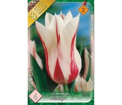 Tulipa - Marylin / 6ks v balení