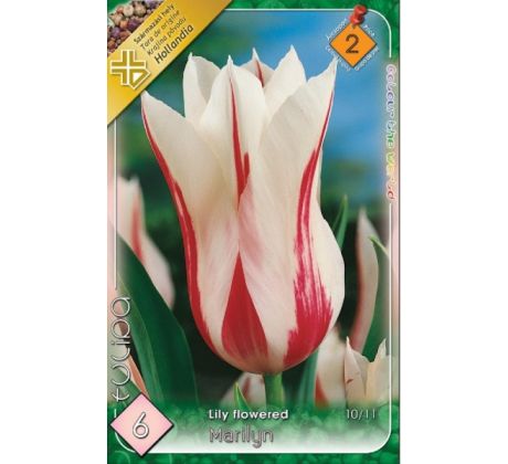 Tulipa - Marylin / 6ks v balení