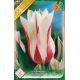 Tulipa - Marylin / 6ks v balení