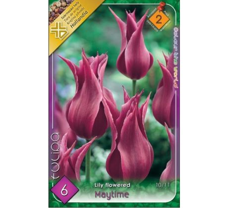Tulipa Lily Flowered - Maytime