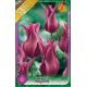 Tulipa Lily Flowered - Maytime