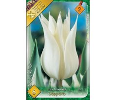 Tulipa Lily Flowered - Sapporo