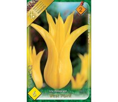 Tulipa Lily Flowered - West Point