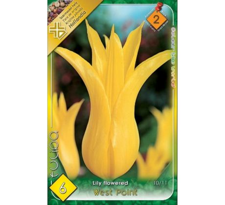 Tulipa Lily Flowered - West Point