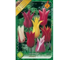 Tulipa Lily Flowered - mixed