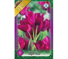 Tulipa Multiflowered - Night Club