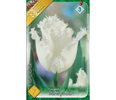 Tulipa - Honeymoon