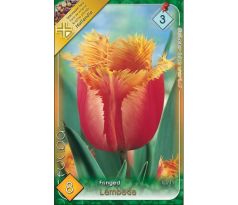 Tulipa Fringed - Lambada