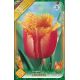 Tulipa Fringed - Lambada