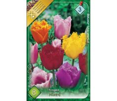 Tulipa Fringed/Crispa - mixed