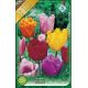 Tulipa Fringed/Crispa - mixed