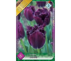 Tulipa - Gorilla