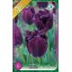 Tulipa - Gorilla