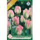 Tulipa Viridiflora - Groenland