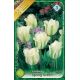Tulipa Viridiflora - Spring Green