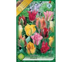 Tulipa Viridiflora - mixed