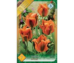 Tulipa Viridiflora - Artist