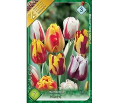 Tulipa - Rembrandt mix