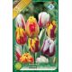Tulipa - Rembrandt mix