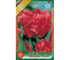 Tulipa Parrot - Bastogne Parrot