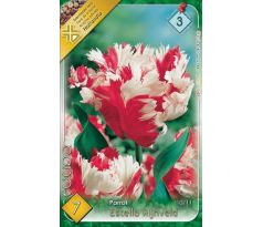 Tulipa Parrot - Estella Rijnveld
