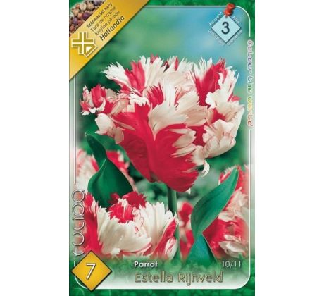 Tulipa Parrot - Estella Rijnveld