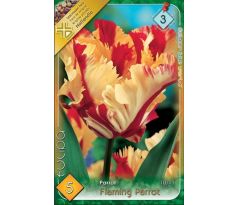 Tulipa Parrot - Flaming Parrot