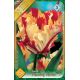 Tulipa Parrot - Flaming Parrot