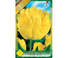 Tulipa Parrot -Texas Gold