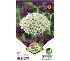 Allium Duo Purple & White
