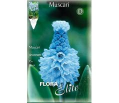 Muscari - Azureum