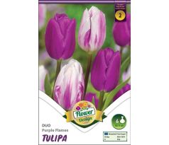 Tulipa - Duo Purple Flames