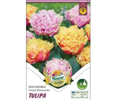Tulipa - Duo Crazy Diamonds