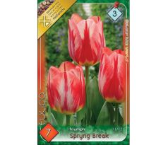 Tulipa - Spryng Break
