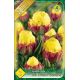Tulipa - Ice Cream Banana