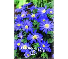 Anemone blanda - Blue Shades