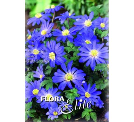 Anemone blanda - Blue Shades