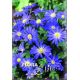 Anemone blanda - Blue Shades