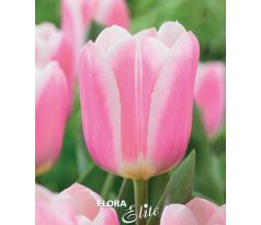 Tulipa - Mandy´s Choice