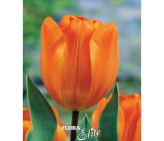 Tulipa - Annie Schilder