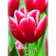 Tulipa - Vampire