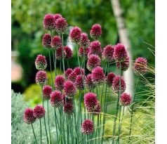 Allium sphaerocephalon